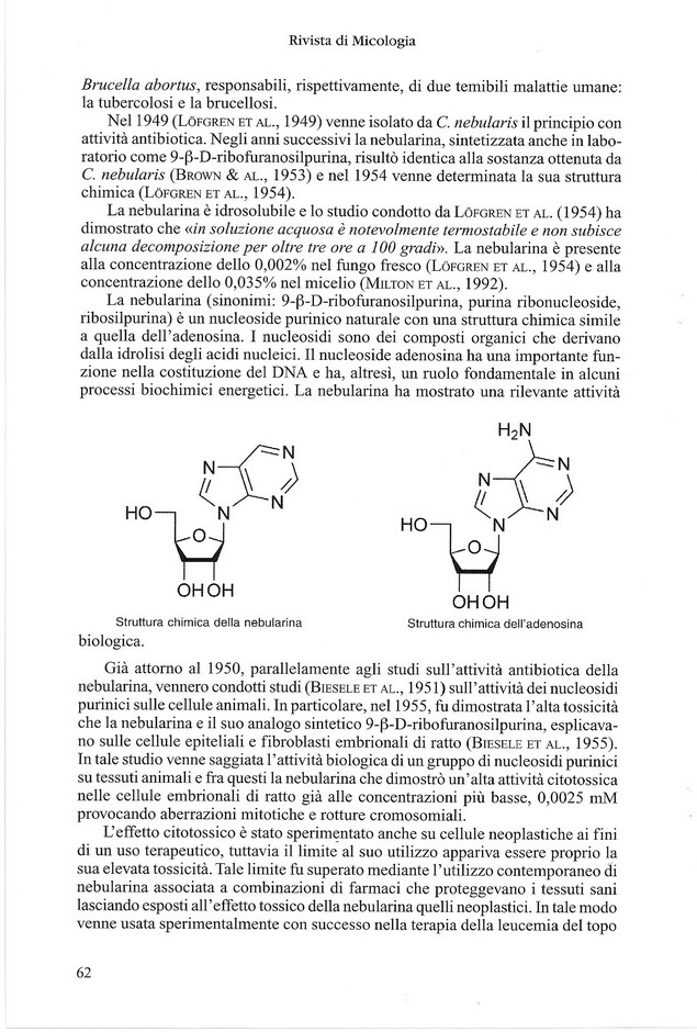 Clitocybe nebularis: principi biologicamente attivi.